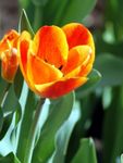 フォト 庭の花 チューリップ (Tulipa), オレンジ