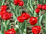fénykép Kerti Virágok Tulipán (Tulipa), piros