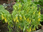 Large merrybells, Large Bellwort 