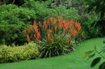 Foto Watsonia, Lirio Corneta características