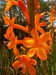 Foto Have Blomster Watsonia, Signalhorn Lilje , appelsin