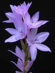 Foto Have Blomster Watsonia, Signalhorn Lilje , lilla