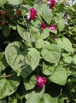 Photo Morning Glory, Blue Dawn Flower (Ipomoea), red