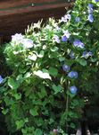 Photo Morning Glory, Blue Dawn Flower characteristics