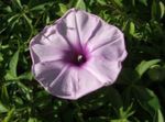 Photo Morning Glory, Blue Dawn Flower characteristics