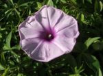 Foto Morning Glory, Blå Daggry Blomst (Ipomoea), lilla