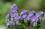 Photo Californian bluebell, Lacy Phacelia, Blue Curls, Caterpillar, Fiddleneck, Spider Flower, Wild Heliotrope characteristics