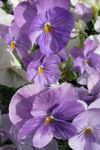 Фото Садовые Цветы Фиалка Витрокка (Анютины глазки) (Viola  wittrockiana), сиреневый