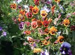 Fil Trädgårdsblommor Viola, Pansy (Viola  wittrockiana), apelsin