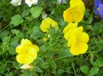 fotografija Vrtno Cvetje Viola, Peder (Viola  wittrockiana), rumena