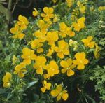 Foto Gartenblumen Gehörnten Stiefmütterchen, Hornveilchen (Viola cornuta), gelb