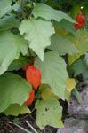 Foto Chinesische Laterne Pflanze, Erdbeere Boden Kirsche Merkmale