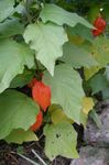 Chinese Lantern Rastlina, Jagoda Tla Češnja