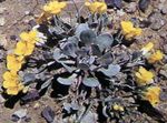 mynd garður blóm Rydberg Twinpod, Tvöfaldur Bladderpod (Physaria), gulur