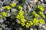 Rydberg Twinpod, Double Bladderpod