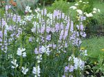 fénykép Kerti Virágok Engedelmes Növény, Hamis Dragonhead (Physostegia), halványlila