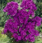 фота Садовыя Кветкі Флёкс Венікавы (Phlox paniculata), фіялетавы