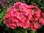 fotografie Zahradní květiny Zahrada Flox (Phlox paniculata), oranžový