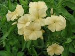 foto I fiori da giardino Phlox Annuale, Phlox Di Drummond (Phlox drummondii), giallo