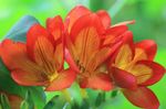 Photo les fleurs du jardin Freesia , orange