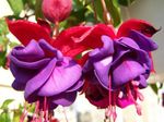 フォト 庭の花 スイカズラフクシア (Fuchsia), パープル