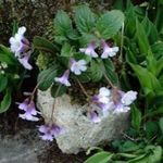 Foto Gartenblumen Haberlea , flieder