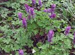 снимка Градински цветове Corydalis , виолетов