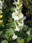 mynd garður blóm Corydalis , gulur