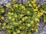 Photo bláthanna gairdín Goldenstar, Glas-Agus-Ór (Chrysogonum), buí