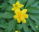 Foto Doppel Blühten Gelbe Buschwindröschen, Anemone Butterblume Merkmale