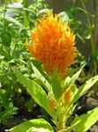 Foto Gartenblumen Hahnenkamm, Plume Pflanze, Fischgrätenartig Amaranth (Celosia), orange