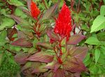 Foto Gartenblumen Hahnenkamm, Plume Pflanze, Fischgrätenartig Amaranth (Celosia), rot