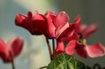 mynd garður blóm Sá Brauð, Hardy Cyclamen , rauður