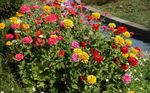 Bilde Hage blomster Zinnia , gul