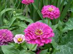 foto I fiori da giardino Zinnia , lilla