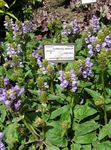 foto I fiori da giardino Auto-Guarigione, Selfheal, Guarire Tutto (Prunella), lilla