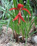 Aztec Lily, Jacobean Lily