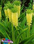 foto Ananas Fiore, Ananas Giglio (Eucomis), giallo