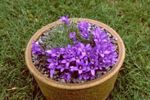 Photo les fleurs du jardin Harebell Naine Argentée (Edraianthus), pourpre