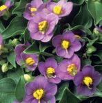 foto Viola Persiano, Viola Tedesco caratteristiche