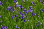 Photo Spanish Bluebell, Wood Hyacinth characteristics