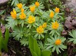 Erantis (Eranthis)