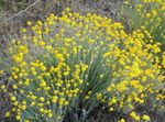 Foto Oregon Sonnenschein, Wollige Sonnenblume, Woll Daisy Merkmale