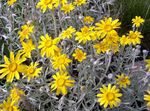 照 园林花卉 俄勒冈州的阳光，向日葵绵，绵毛菊 (Eriophyllum), 黄