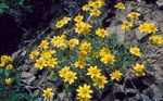 Photo bláthanna gairdín Oregon Solas Na Gréine, Lus Na Gréine Woolly, Nóinín Woolly (Eriophyllum), buí