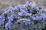 Photo Arctic Forget-me-not, Alpine forget-me-not characteristics