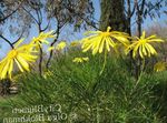 Foto Gartenblumen Busch Gänseblümchen, Grün Euryops , gelb