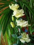 fotografie Gradina Flori Prerie Gențiană, Lisianthus, Clopoței Texas (Eustoma), galben