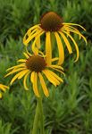 fotografie Gradina Flori Coneflower, Coneflower Est (Echinacea), galben