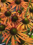 Foto Dārza Ziedi Coneflower, Austrumu Coneflower (Echinacea), oranžs